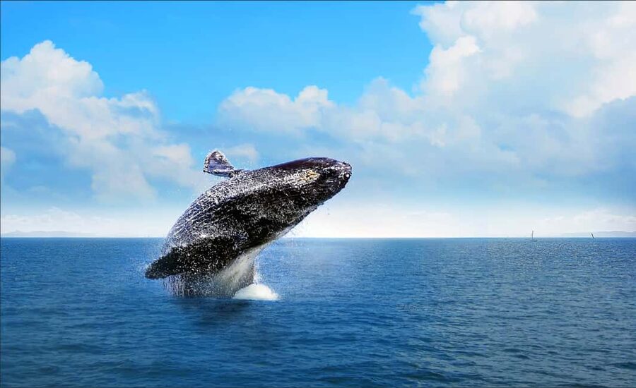 Miches: Half Day Whale Watching Catamaran Tour with Snacks - What the Whale Watching Can Really Deliver