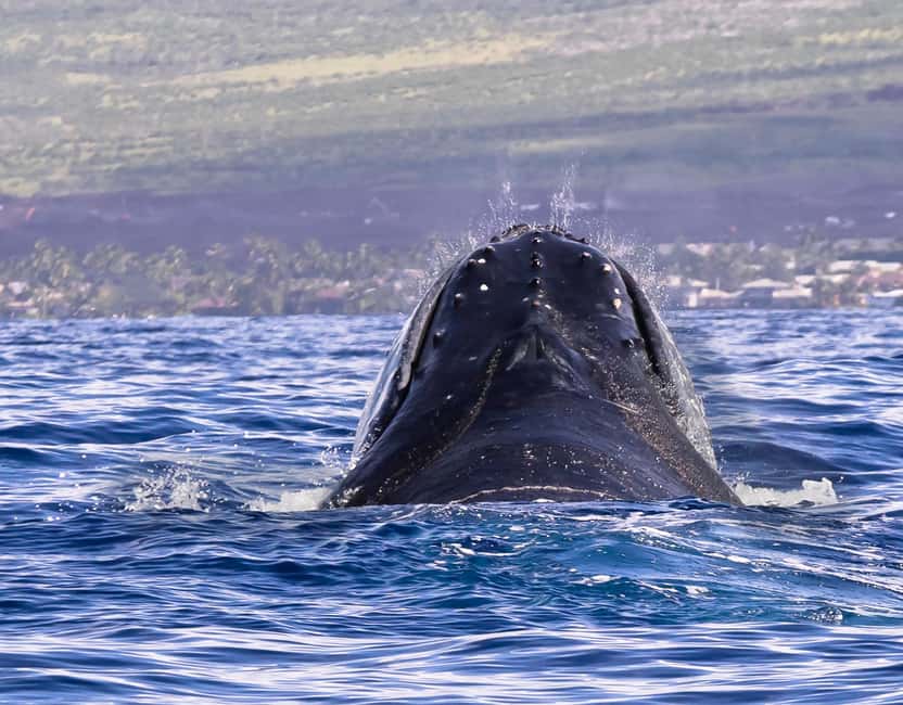 Miches: Half Day Whale Watching Catamaran Tour with Snacks - Is the $6 Price a Good Value?