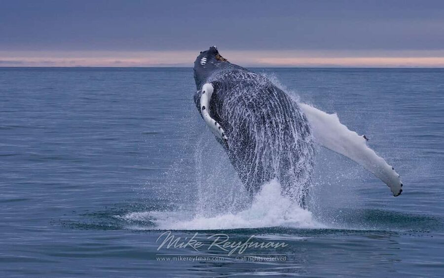 Miches: Half Day Whale Watching Catamaran Tour with Snacks - Should You Book the Miches Whale Watch?