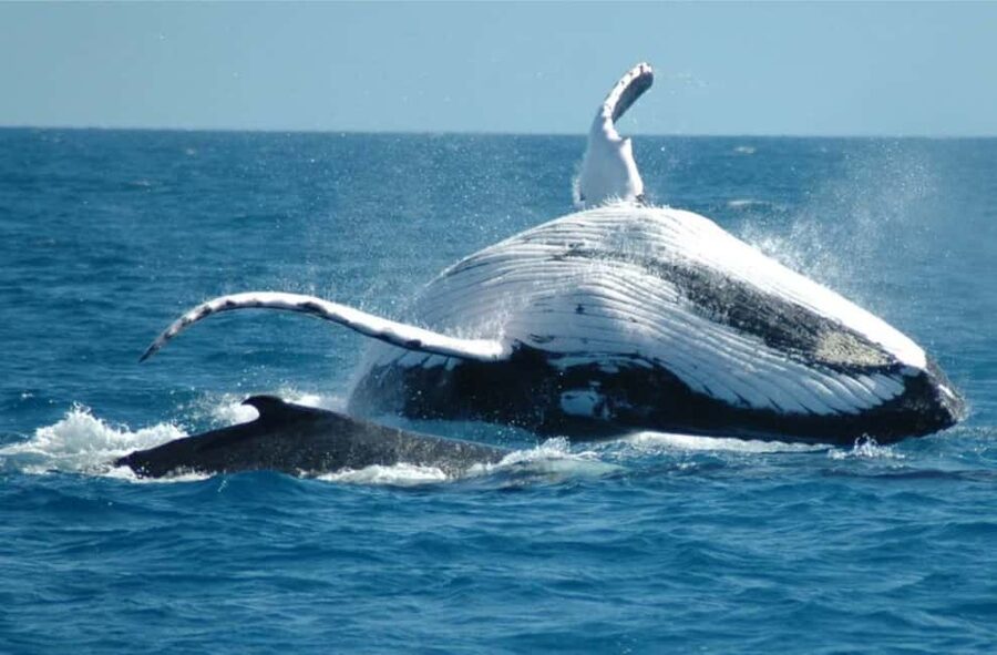 Miches: Half Day Whale Watching Catamaran Tour with Snacks - Searching Samaná Bay for Humpbacks