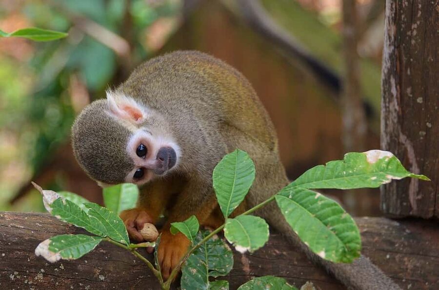 Monkey Encounter + ATV Riding Adventure – Puerto Plata - Two very different Puerto Plata experiences in four hours