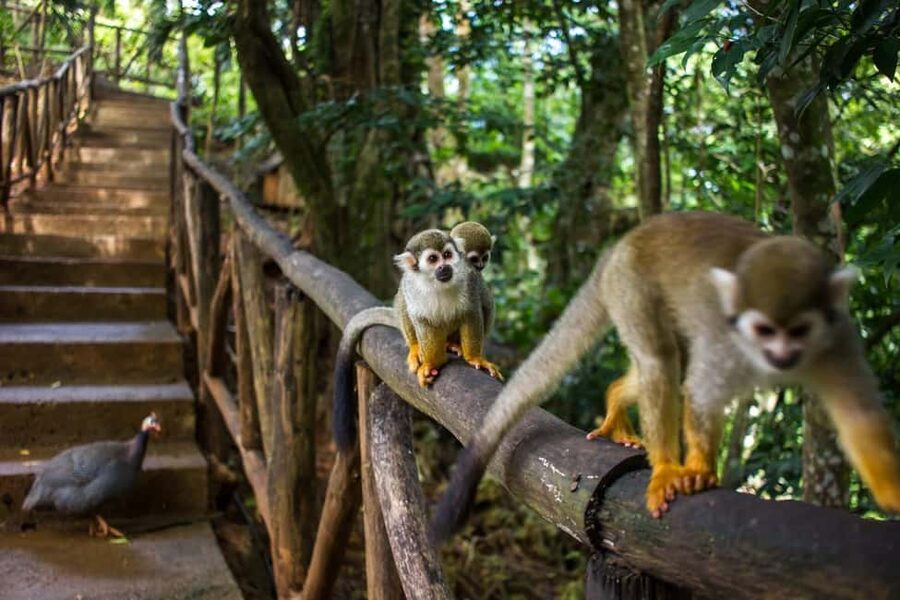 Monkey Encounter + ATV Riding Adventure – Puerto Plata - Meeting the squirrel monkeys at Monkeyland