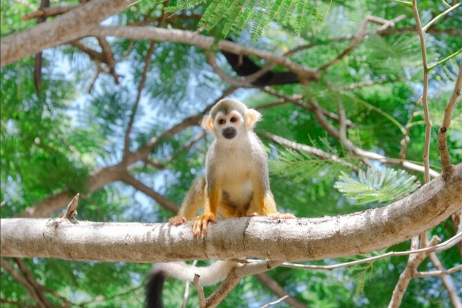 Monkey House VIP Experience with 4 species of monkeys, Punta Cana - Four species, four different personalities