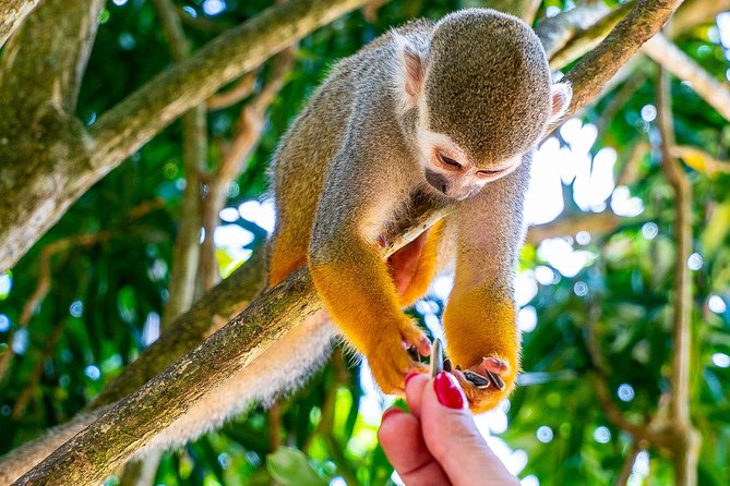 Monkeyland & Plantation Safari Full Day from Juan Dolio - The Country House and Coffee Tasting
