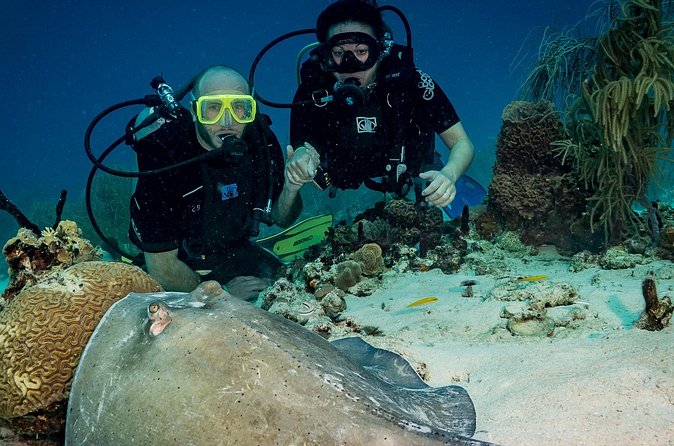 Private Bayahibe 3 Tank Diving with Lunch from Punta Cana - Is $1,300 good value for six people?