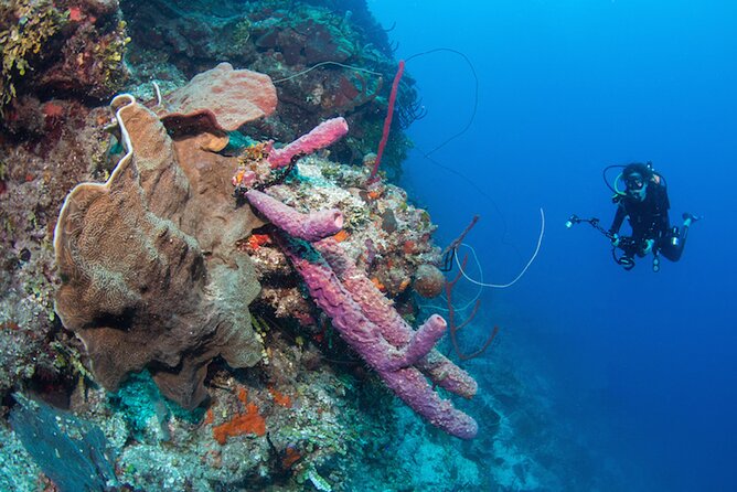 Private Bayahibe 3 Tank Diving with Lunch from Punta Cana - Who will get the most from this outing