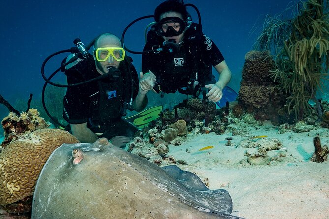 Private Bayahibe 3 Tank Diving with Lunch from Punta Cana - Practical details before you reserve