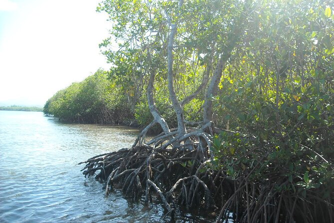 Private Boat Nature Tour of Saona Island - Snorkeling, boat comfort, and what is actually included