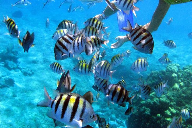 Private Catamaran Booze Cruise & Snorkeling - Who will enjoy this catamaran most?
