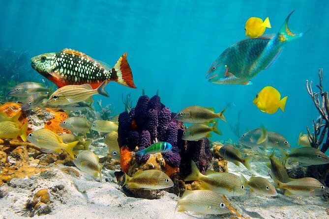Private Party Boat with Snorkeling in Playa Bibijagua - The natural pool stop is the calm center of the trip