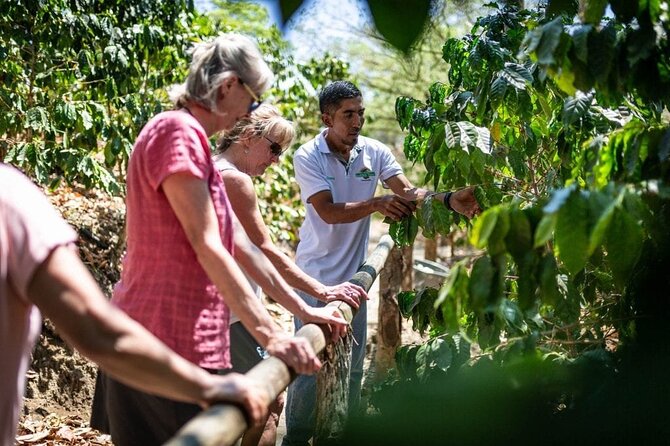 Punta Cana: Cultural half-day tours in the Dominican Republic - Coffee, cocoa, tobacco, sugarcane, and local craft
