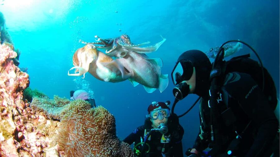 Punta Cana: Dive the Coral Paradise of Catalina Island - Key points before you book