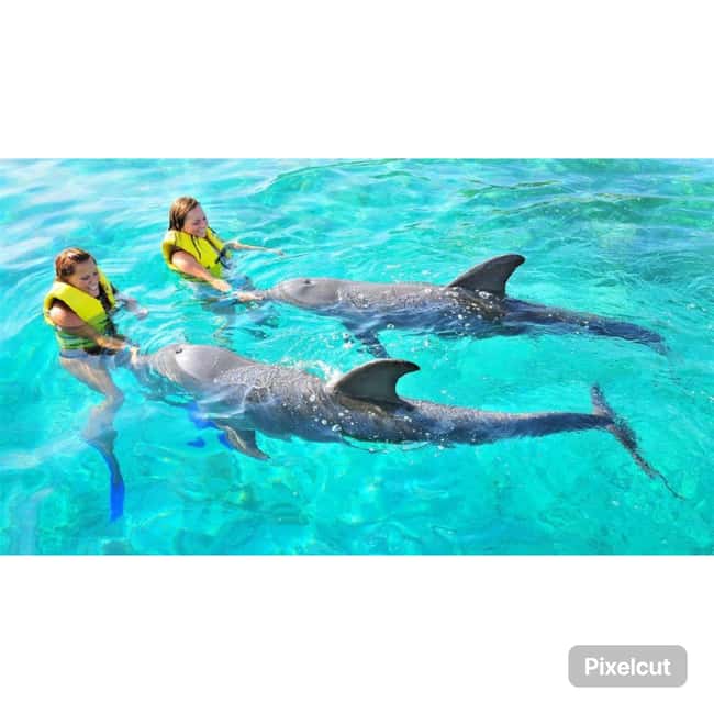 Punta Cana: Dolphin Explorer Park Entry, Swim, or Encounter - Who will enjoy this most?