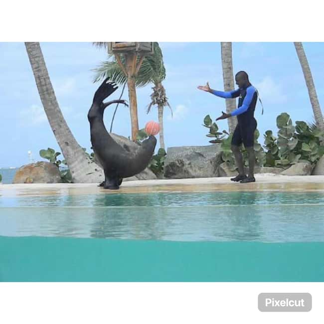 Punta Cana: Dolphin Explorer Park Entry, Swim, or Encounter - How to plan the day without surprises