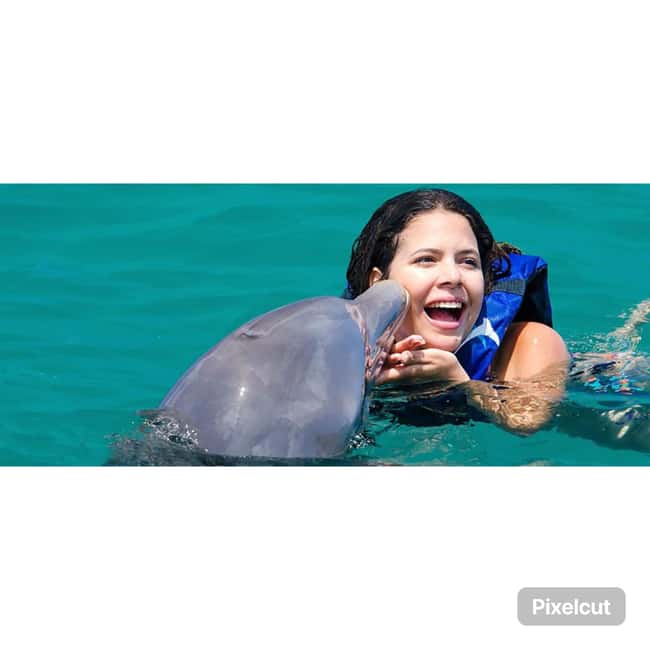 Punta Cana: Dolphin Explorer Park Entry, Swim, or Encounter - What the one-hour session actually feels like