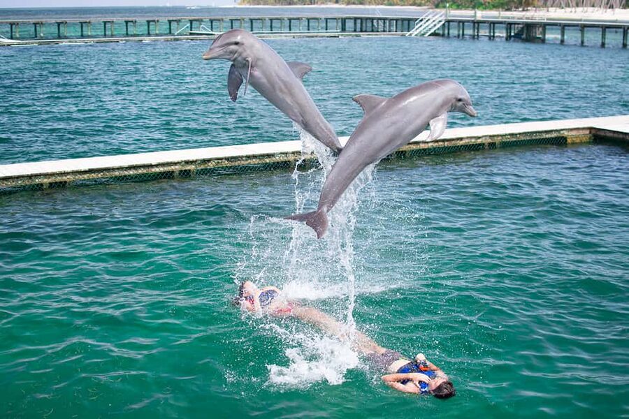 Punta Cana: Dolphin Explorer Swims and Interactions - Meeting the dolphins in La Altagracia
