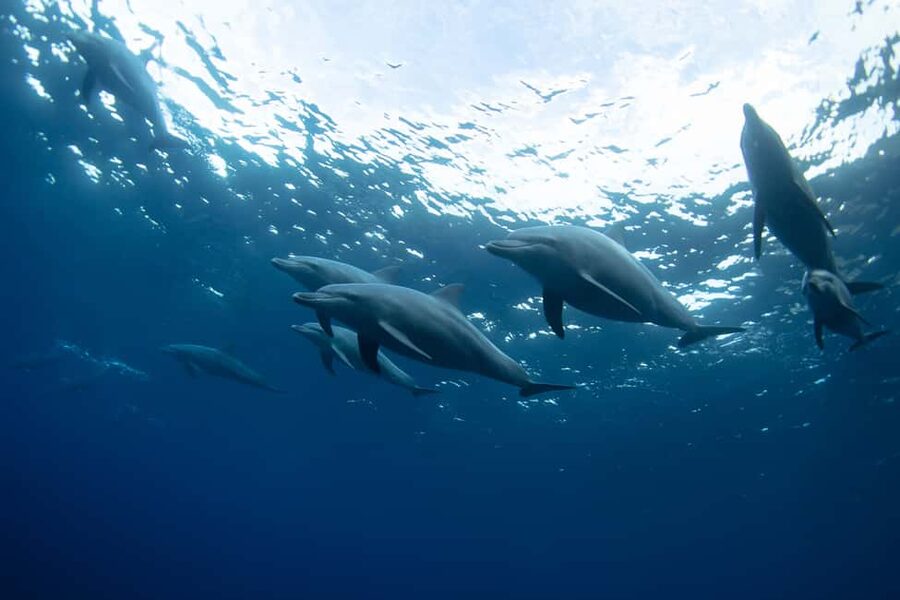 Punta Cana: Dolphin Explorer Swims and Interactions - The conservation lesson is more than filler