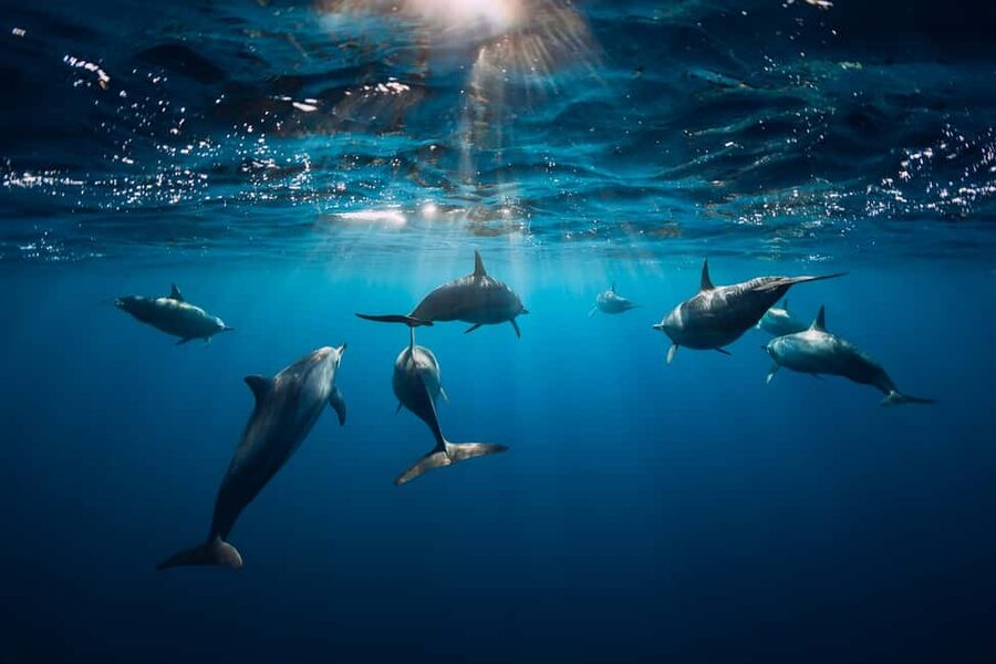 Punta Cana: Dolphin Explorer Swims and Interactions - The photo issue you should plan for