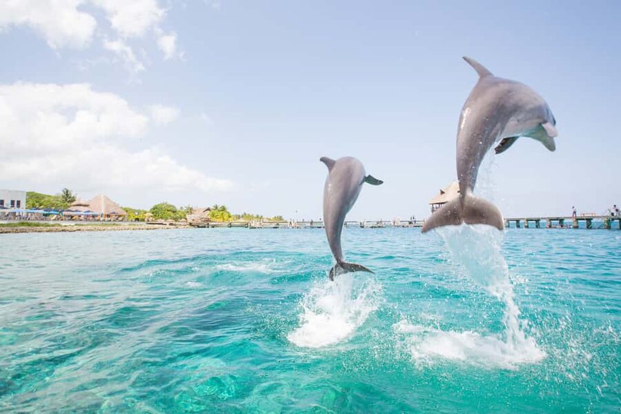 Punta Cana: Dolphin Explorer Swims and Interactions - Who will enjoy this most