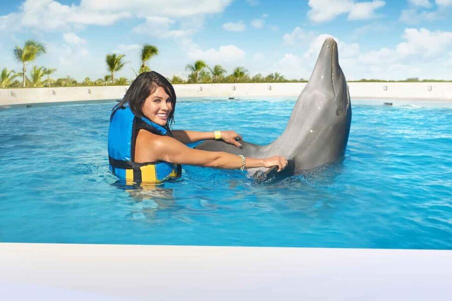 Punta Cana: Dolphin Interaction Experience & Hotel Transfers - Choosing between a platform greeting, pectoral ride, and royal swim