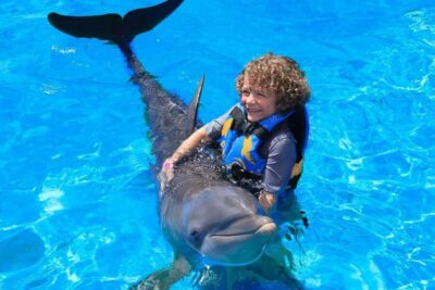Dolphin Interaction Experience & Hotel Transfers