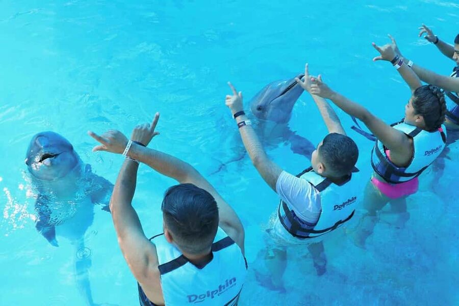 Punta Cana: Dolphin Interaction Experience & Hotel Transfers - How the animal contact really feels