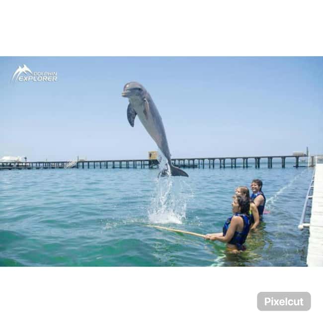Punta Cana: Dolphin Park Entry and Swim with Dolphins - Is $140 per person fair?