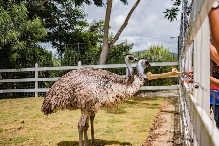 Punta Cana: Eco Park Safari Adventure - The lookout over Nisibon and the Maimon River