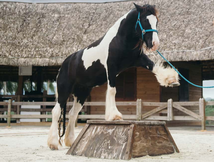 Punta Cana: Eco Park Safari Adventure - Animal stations with plenty of hands-on moments