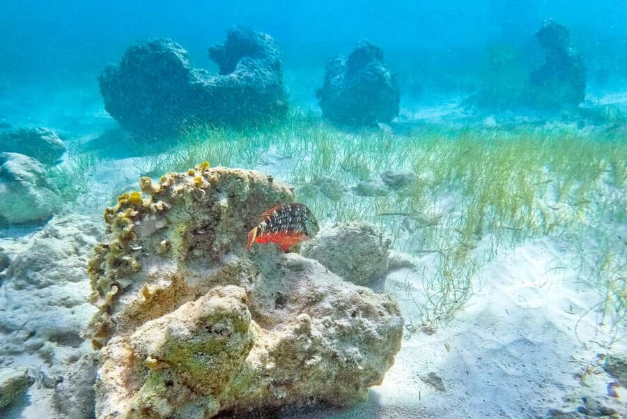 Punta Cana: Full Day Boat Trip to Catalina Island with Lunch - Boarding the catamaran in Bayahibe