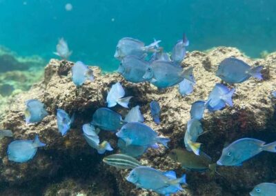 Full-day Snorkelling Tour in Catalina Island
