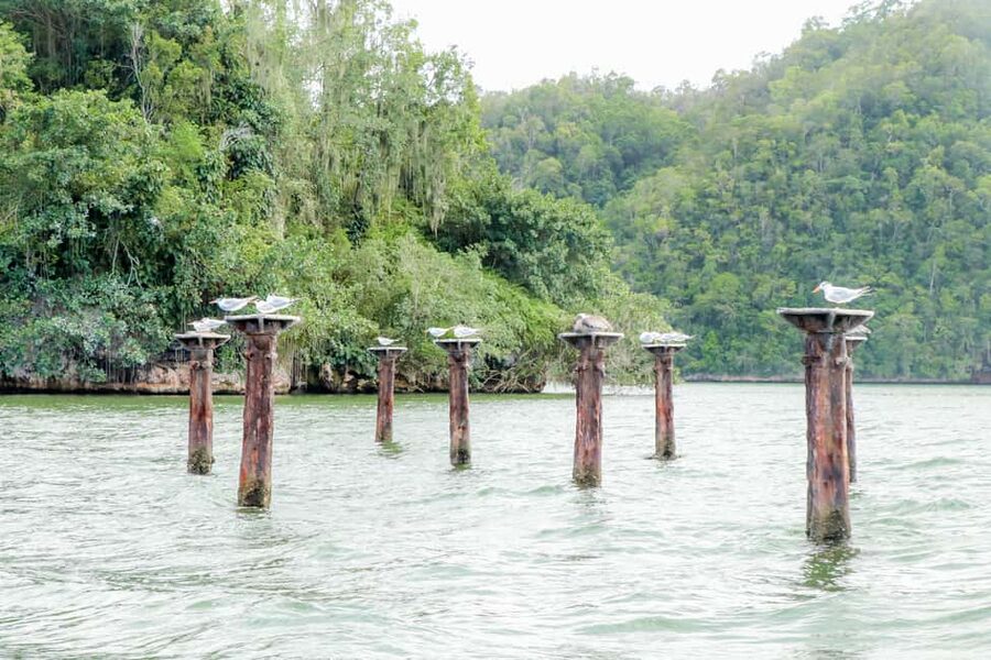 Punta Cana: Haitises, Cano Hondo, Redonda Mountain Day Trip - Caño Hondo and the mangrove waterways