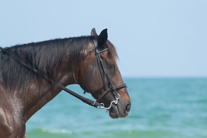 Punta Cana Horseback Riding Adventure - One hour or two hours in the saddle?