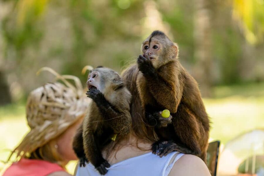 Punta Cana: Interactive Experience at Monkey House - Why the small group makes a difference
