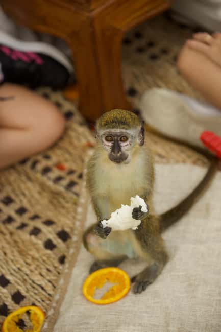 Punta Cana: Interactive Experience at Monkey House - Who will enjoy Monkey House most?