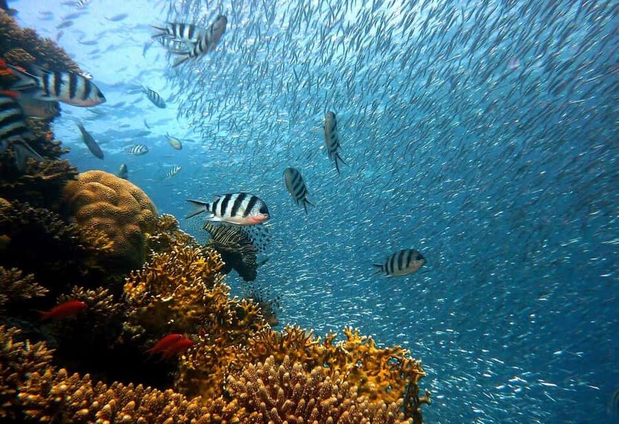 Punta Cana: Island escape to catalina • snorkeling & lunch - Key things to know before booking