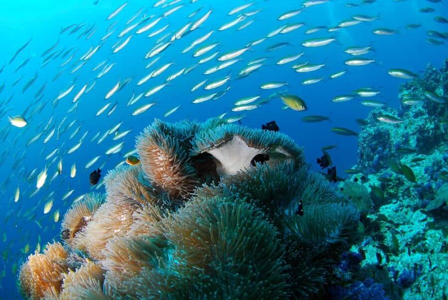 Punta Cana: Island escape to catalina • snorkeling & lunch - Snorkeling at The Aquarium in 3 to 6 meters of water