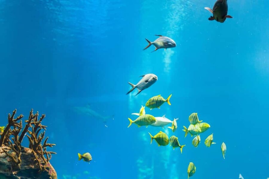 Punta Cana: Island escape to catalina • snorkeling & lunch - How this compares with other Catalina choices