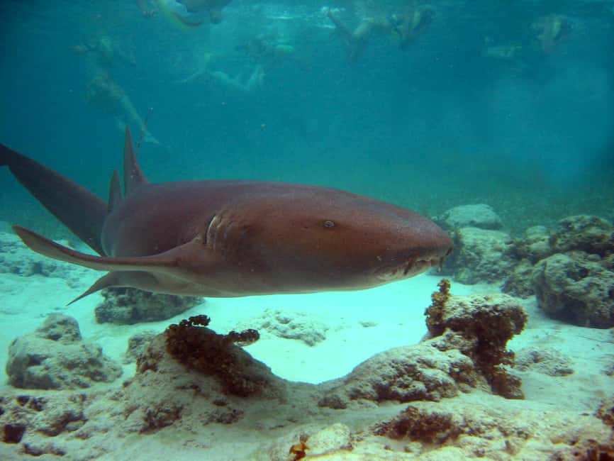 Punta Cana: Marinarium Snorkeling Cruise - What the Marinarium cruise is really about