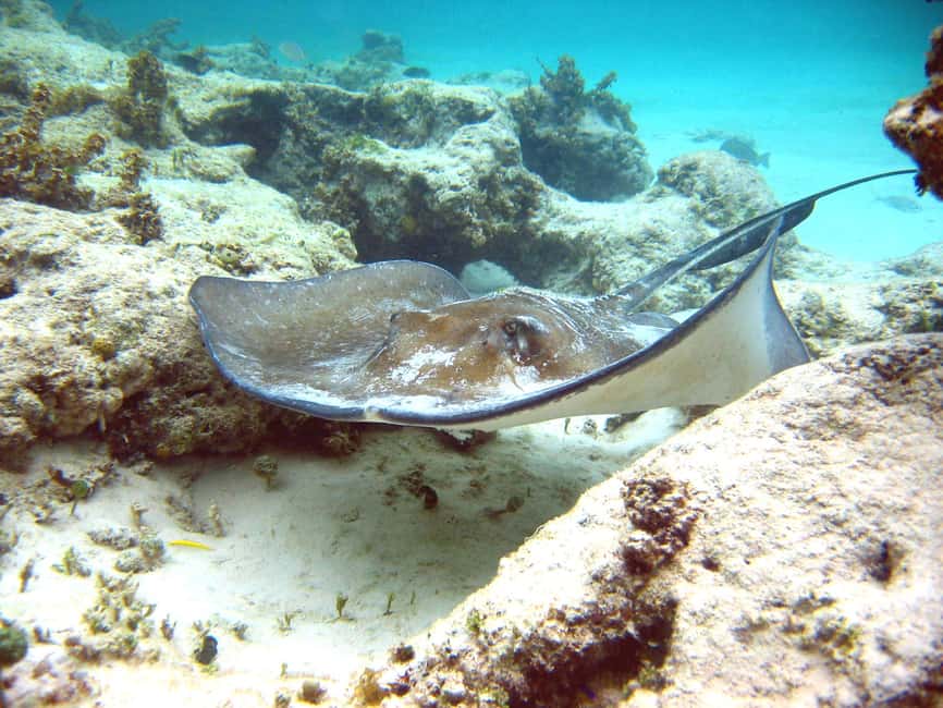 Punta Cana: Marinarium Snorkeling Cruise - The marine park and close-up animal viewing