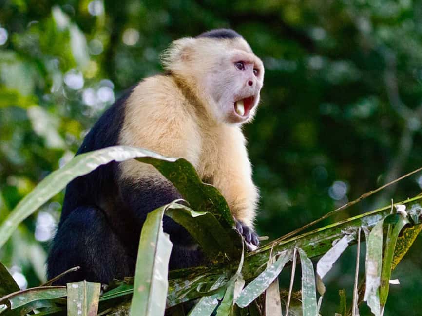 Punta Cana: Monkey Adventure by Jhoraji With Hotel Pick-Up - Key details before you book