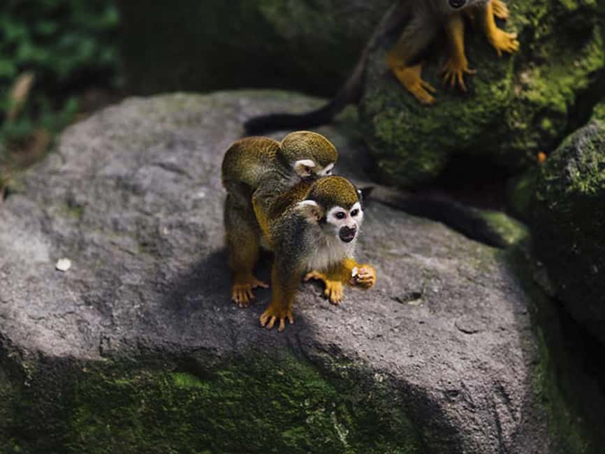 Punta Cana: Monkey Adventure by Jhoraji With Hotel Pick-Up - Four species, four different encounters