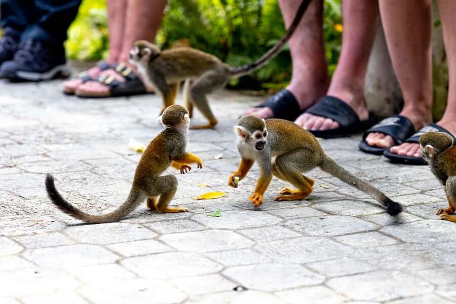 Punta Cana: Monkey Land Half-Day Safari and Plantation - Mountain Views and Everyday Dominican Life