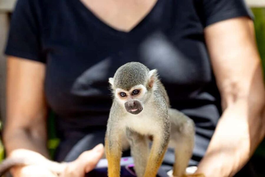 Punta Cana: Monkey Sanctuary Half-Day Tour - From Punta Cana to the Bonao countryside