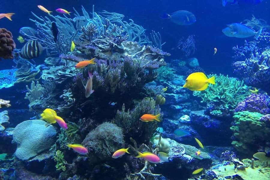 Punta Cana or La Romana: Catalina Island Tour and Snorkeling - What You Actually See Underwater