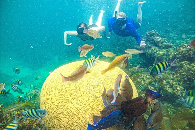 Punta Cana Private Cruise Up To 10 Snorkeling & Seafood lunch - Cabeza de Toro reef and the Coral Gardening project