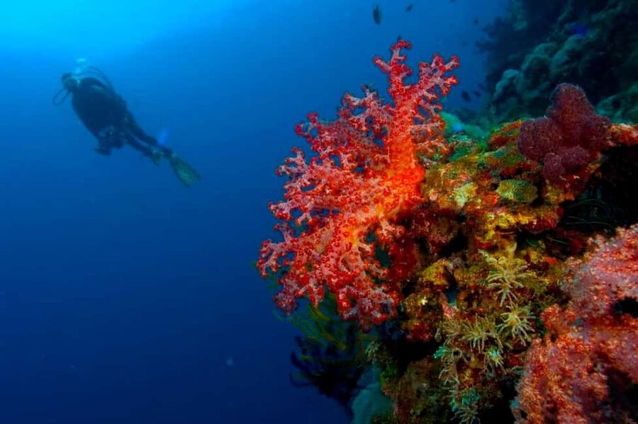 Punta Cana: Reef Diving Adventure Explore Underwater Wonders - The equipment and safety side of the experience