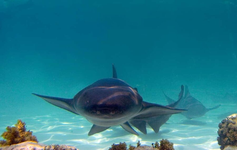 Punta Cana: Reef Explorer Access w/ Sharks & Stingrays Swim - What the floating island experience is really like