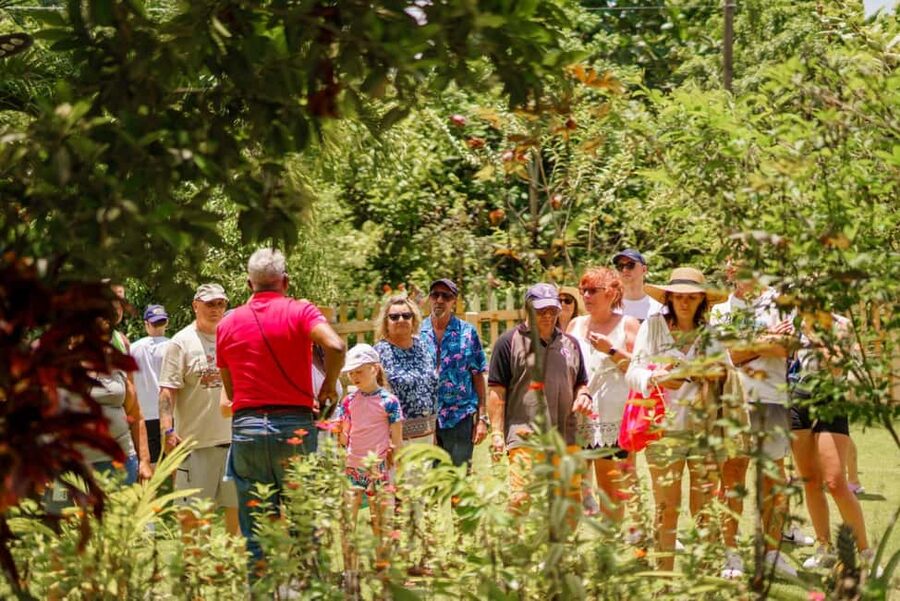 Punta Cana safari experience and historical city tour - Sugar cane and cocoa in the countryside
