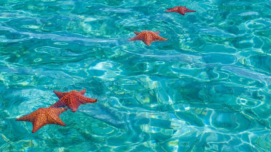 Punta Cana: Saona Island Catamaran Tour with Food & Open Bar - Open bar, snacks, and the fine print on purchases